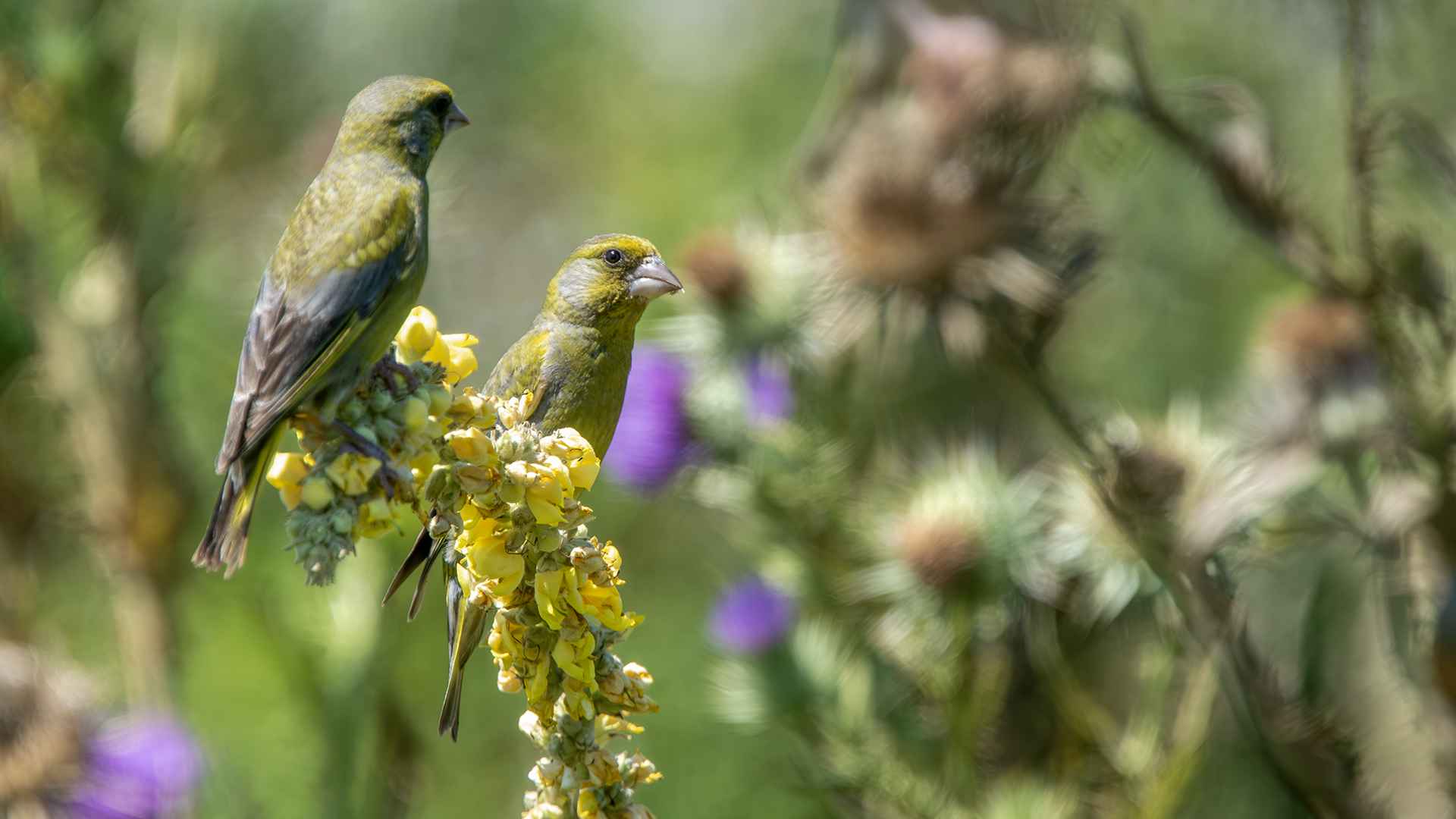 European Greenfinch